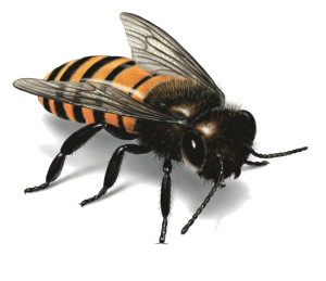 Bee PNG image-4300